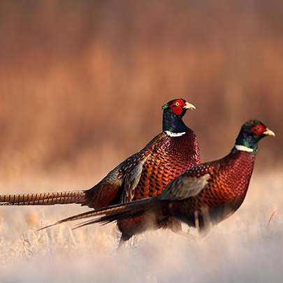Agriculture & Estates - Sectors 405px