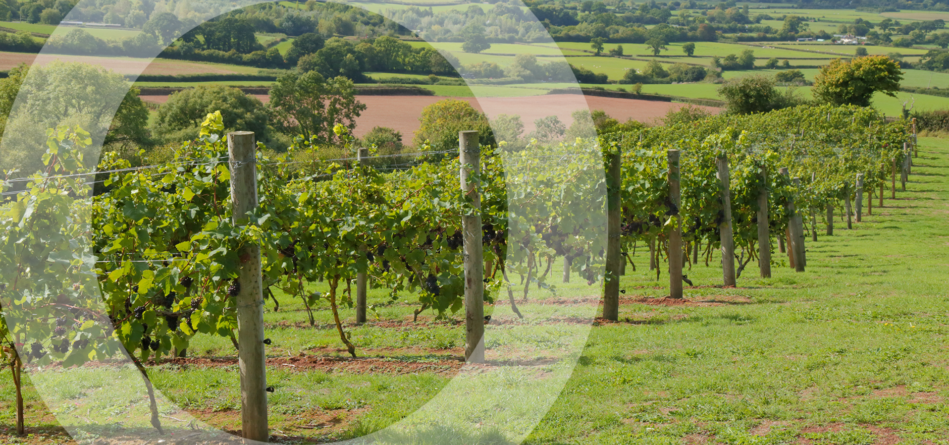 Vineyard in Devon